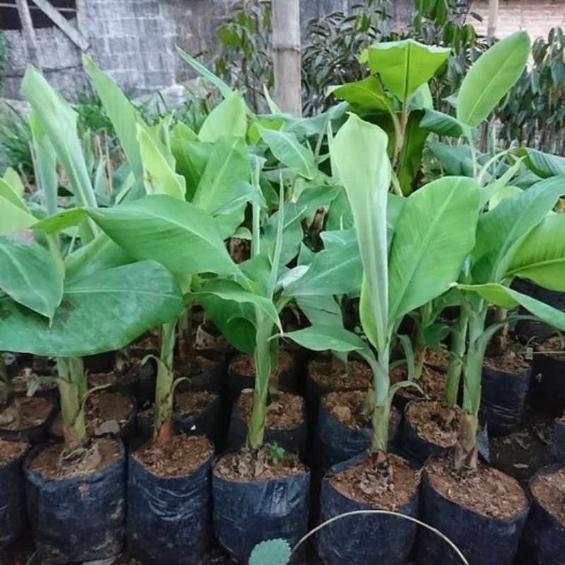

bibit pisang cavendish