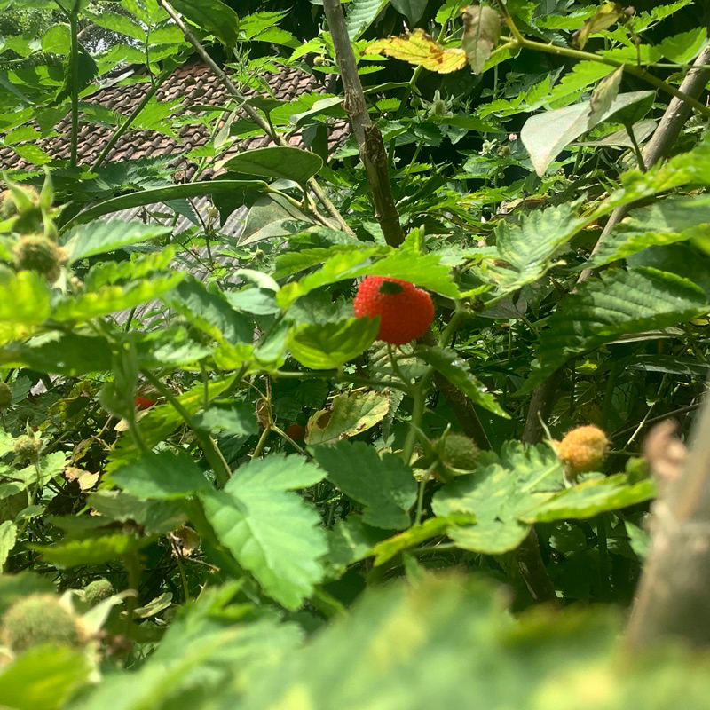 Bibit Arben Hutan Raspeberry hutan langka
