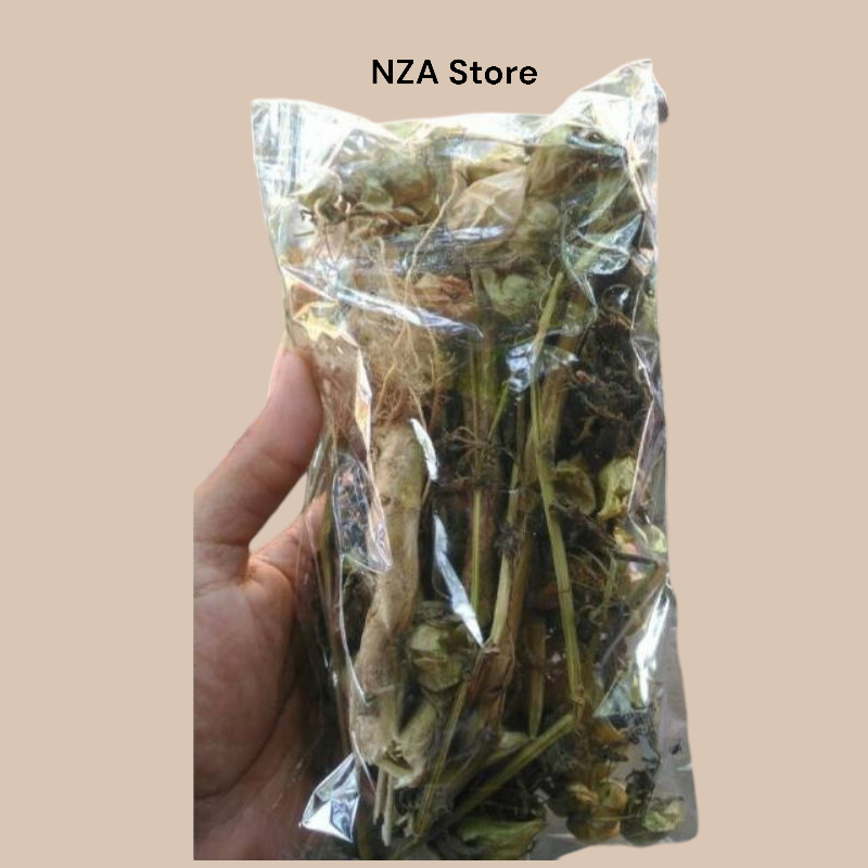 

Daun Ciplukan Kering 100 Grm - Daun Batang Buah Ciplukan Kering