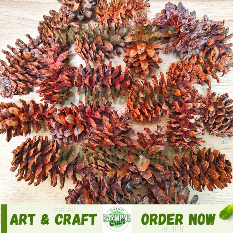 Biji Pinus Kering / Buah Pinus Kering / Bunga Pinus / Hiasan Natal