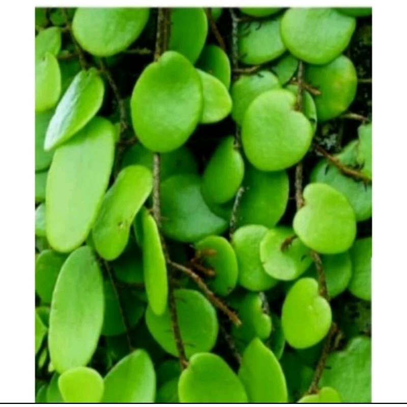 

promo daun sisik naga | Picitan