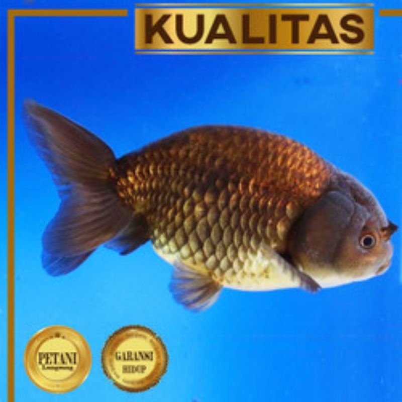 

Stiker koki Ranchu rancu M