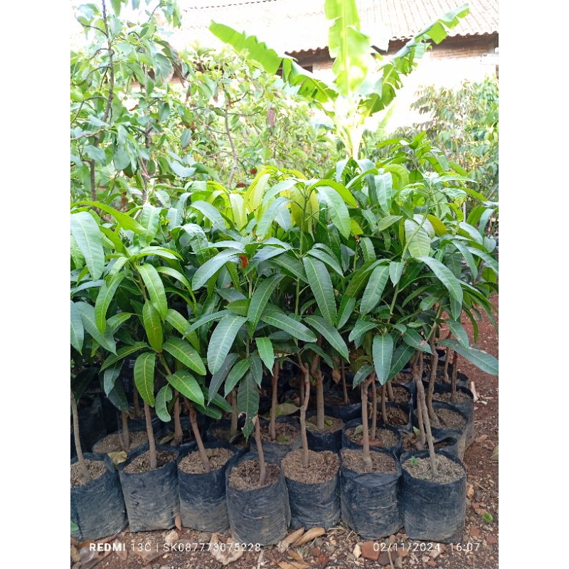 Bibit Mangga thailand/kiojay