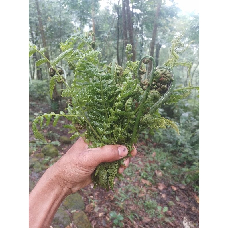 

pucm pakis segar.pucuk pakis sayur.500 grm