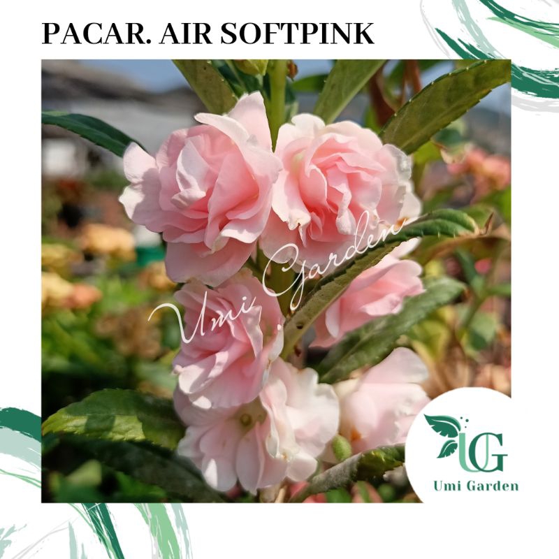 50 Biji Benih Bunga Pacar Air Softpink Impatiens Rose Balsamina