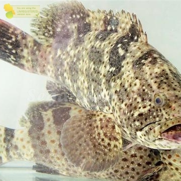 

Ikan Kerapu Hidup Ikan Kerapu Segar Kerapu Lumpur Ikan Laut Segar Konsumsi 1Kg