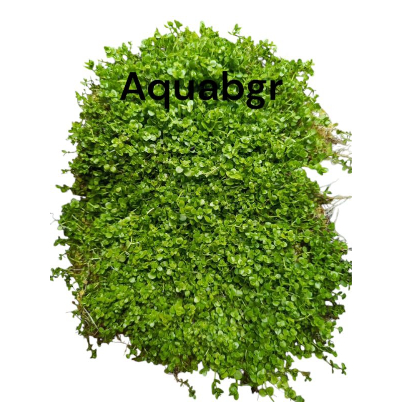 karpet monte Carlo tanaman aquascape