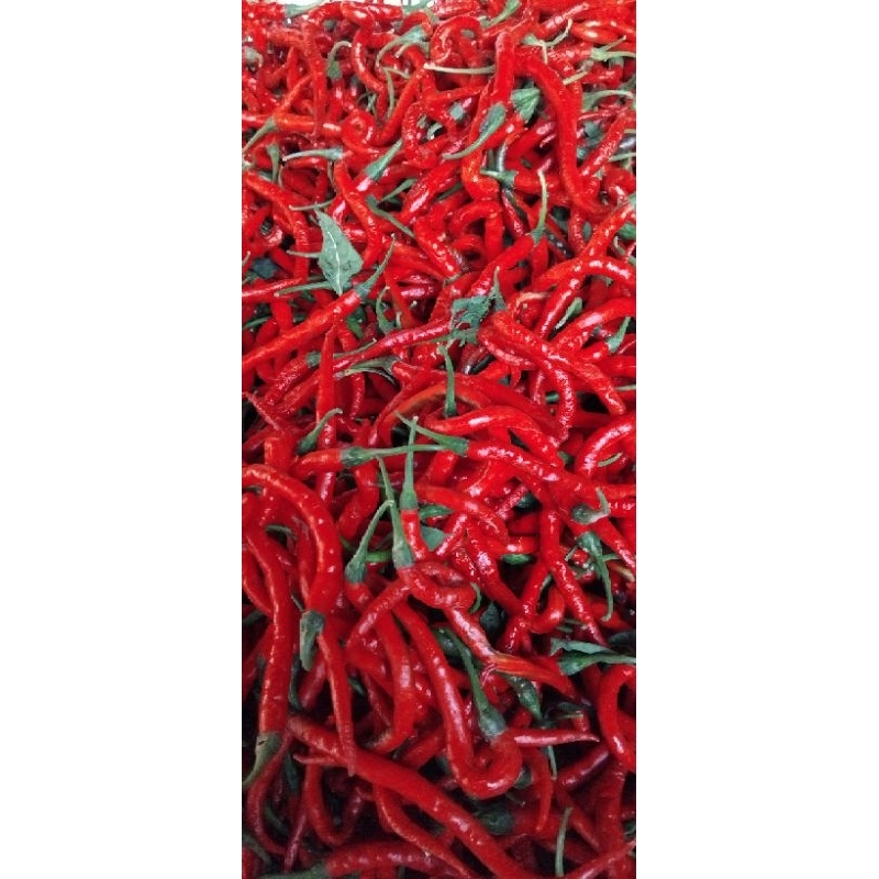 

cabe keriting 1kgram