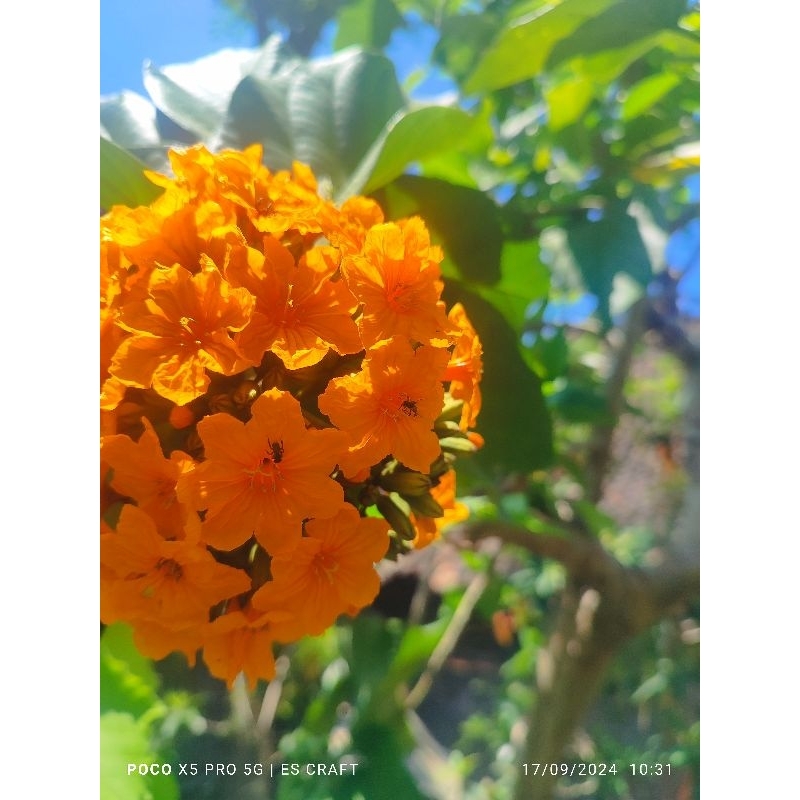 Bunga Cordia Sebestena / Cordia / Vegetasi Klanceng / Bunga Lebah