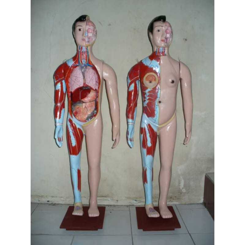 

Model Torso Anatomi Tubuh Manusia Seluruh Tubuh 150cm