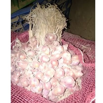 

BENIH BIBIT BRAMBANG BAWANG MERAH LABUAN 3 - 1 KG