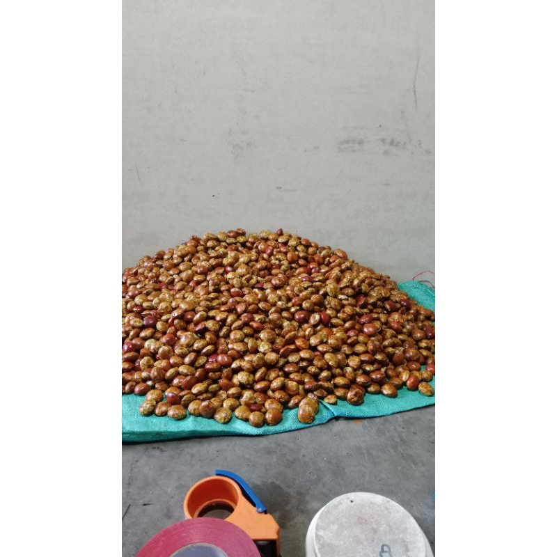 

jengkol tua