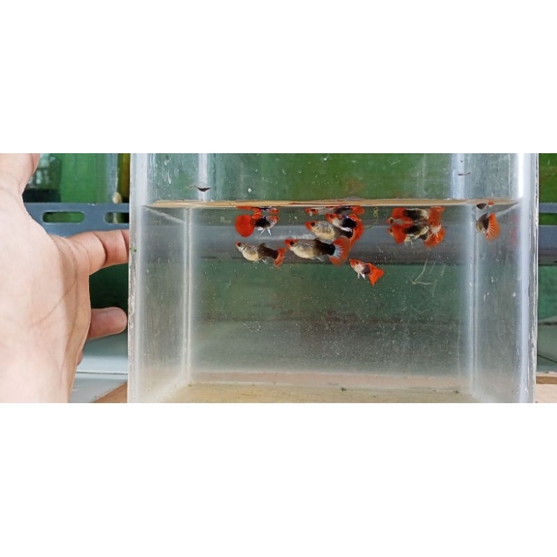 HIASAN AQUARIUM AQUASCAPE GUPPY TUXEDO KOI SHORT BODY (BALON) murah