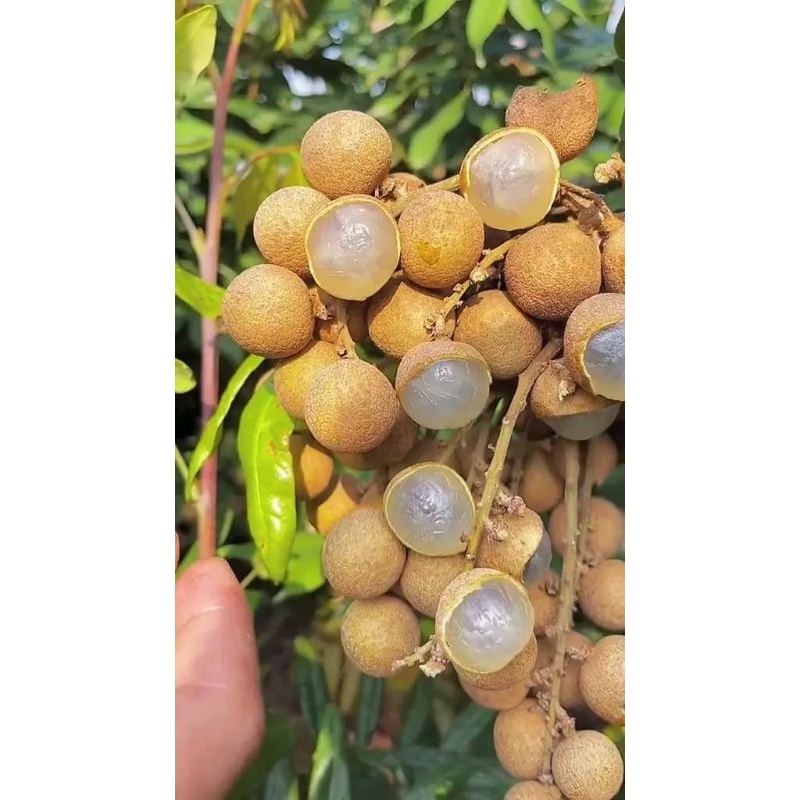 

kelengkeng fresh manis