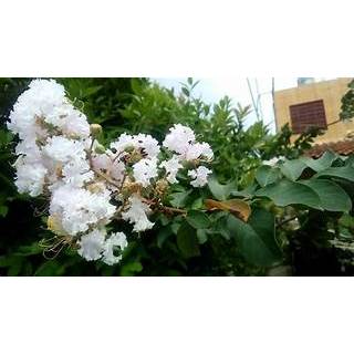 SAKURA BUNGUR PUTIH-SAKURA LOKAL