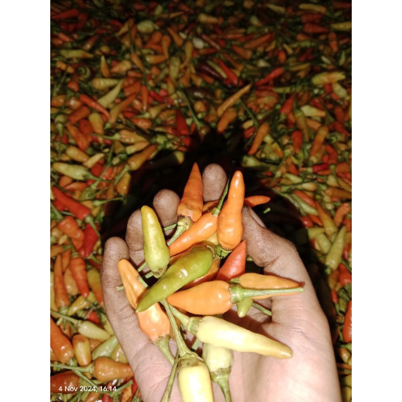 

cabe rawit