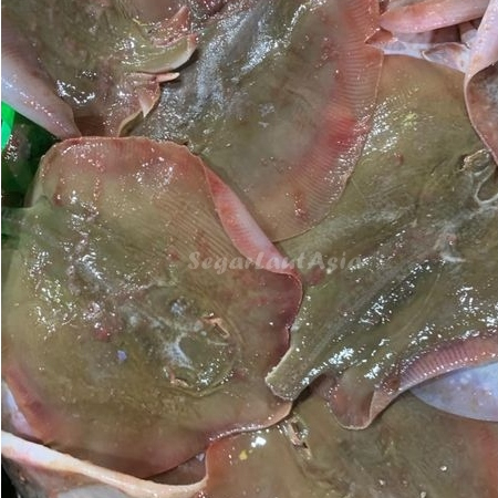 

Ikan Pari Segar Fresh Ikan Pari Utuh Ekoran 1Kg