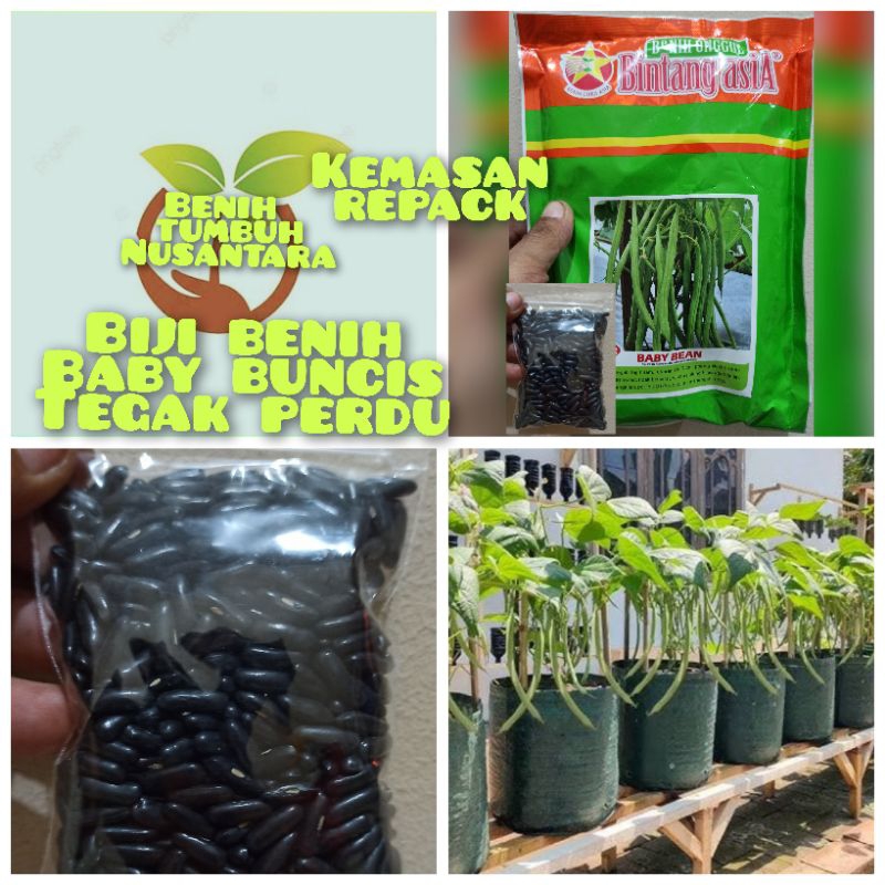 kemasan repack biji benih baby buncis tegak perdu