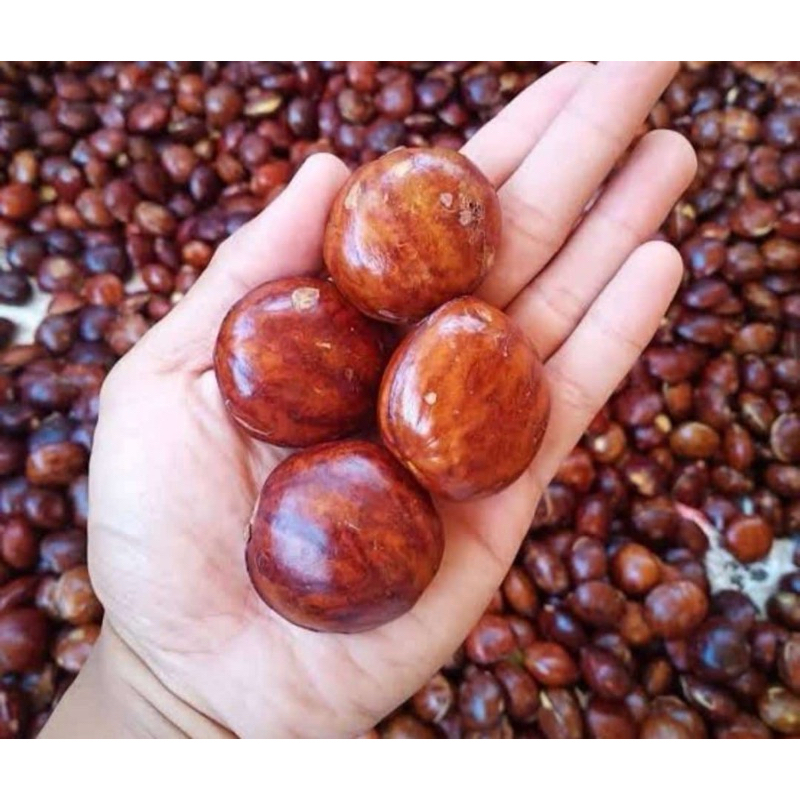 

JENGKOL 1kg