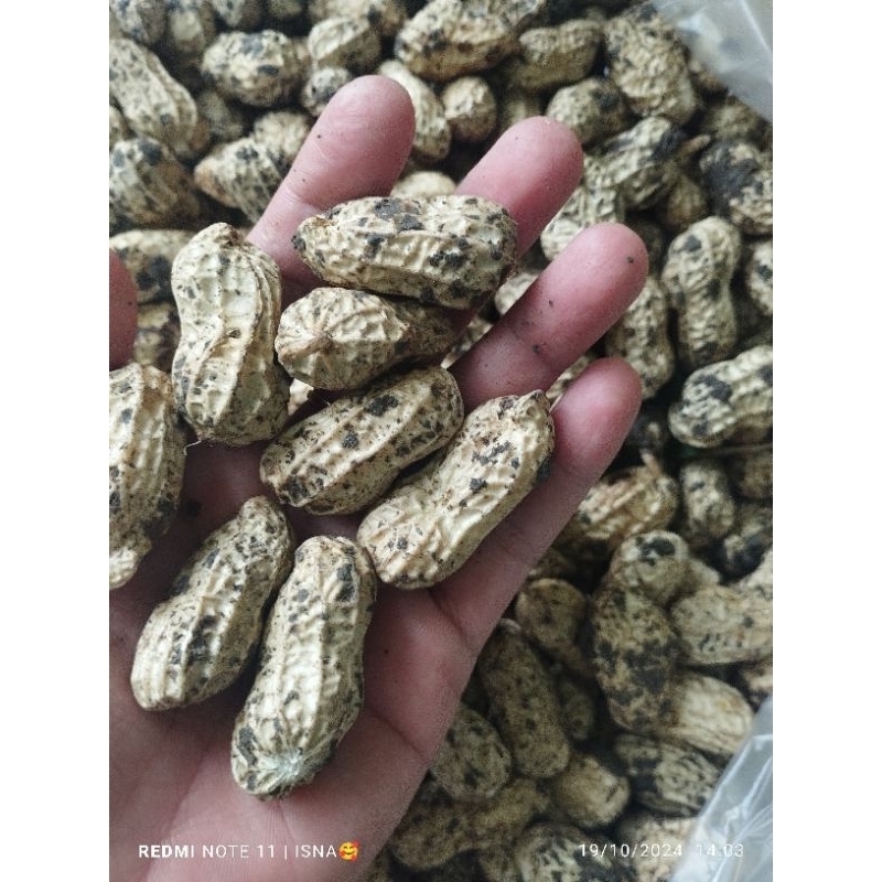 

KACANG TANAH/KACANG KULIT 1KG BARU PANEN