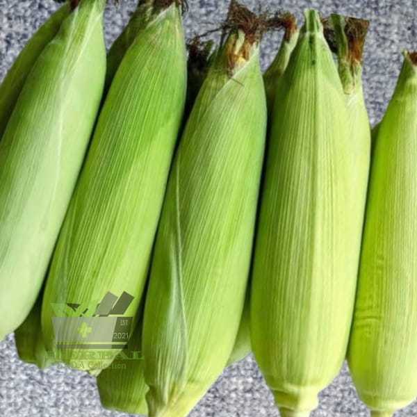 

Jagung Segar UTUH Jagung Fresh 1 Buah