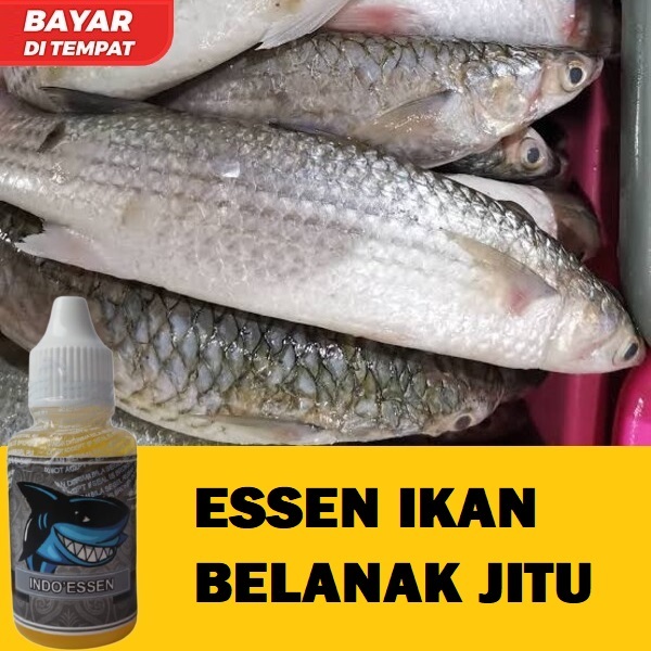 ESSEN IKAN BELANAK PALING JITU