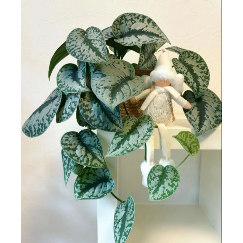 Tanaman hias Scindapsus silver - tanaman gantung scindapsus