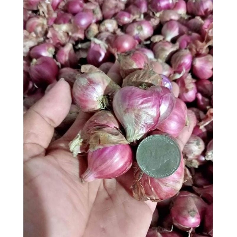 

Bawang merah kwalitas super