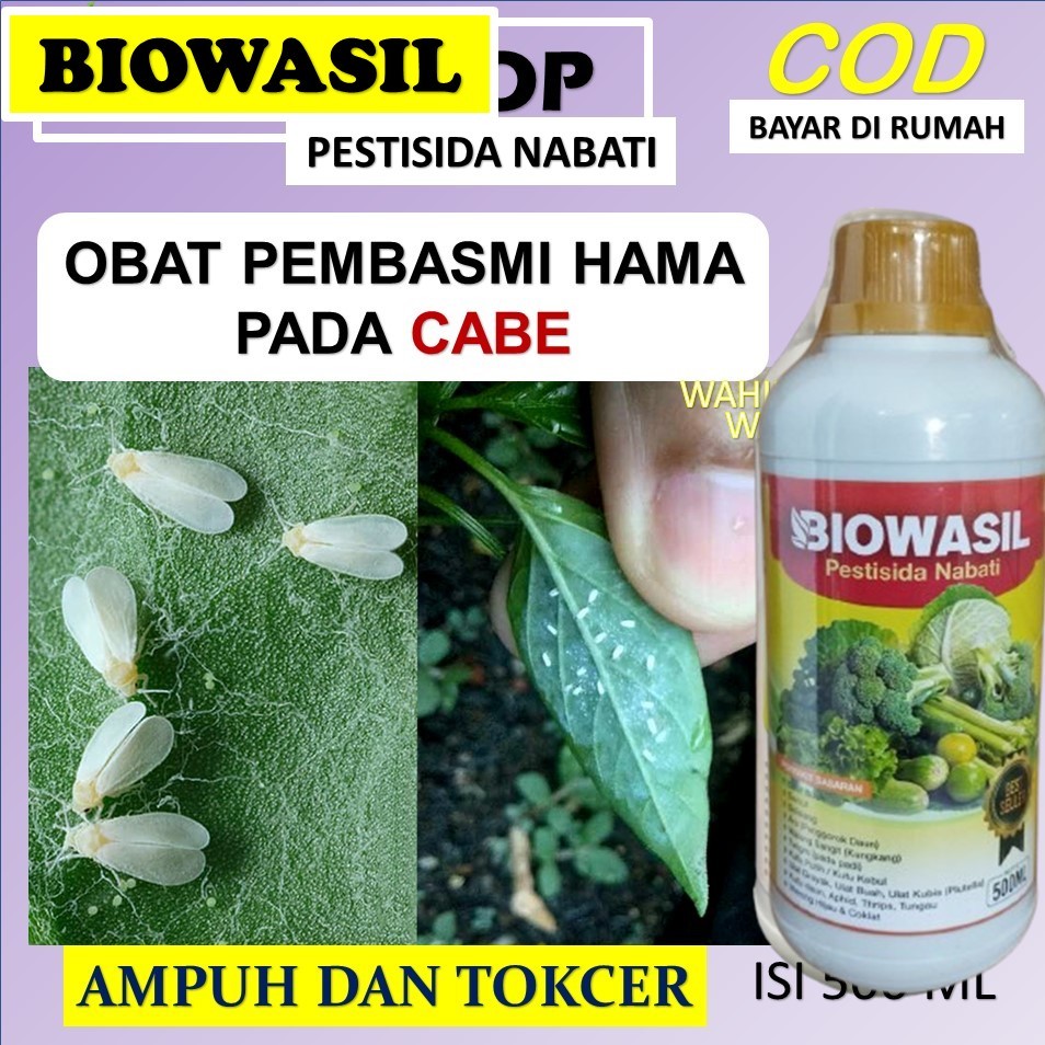 Paling laris biowasil 500 ml pembasmi hama kutu putih  terapmuh - pembasmi hama kutu kebul paling ma