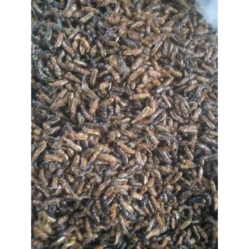 

Laron Goreng Wonogiri,Sangat lezat di temani nasi dan sambal 49 gr