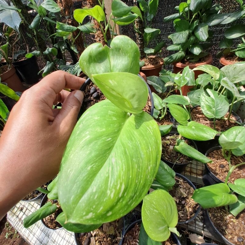 Scindapsus Thaii Consullations 2/3daun/Scindapsus Moonlight Varigata