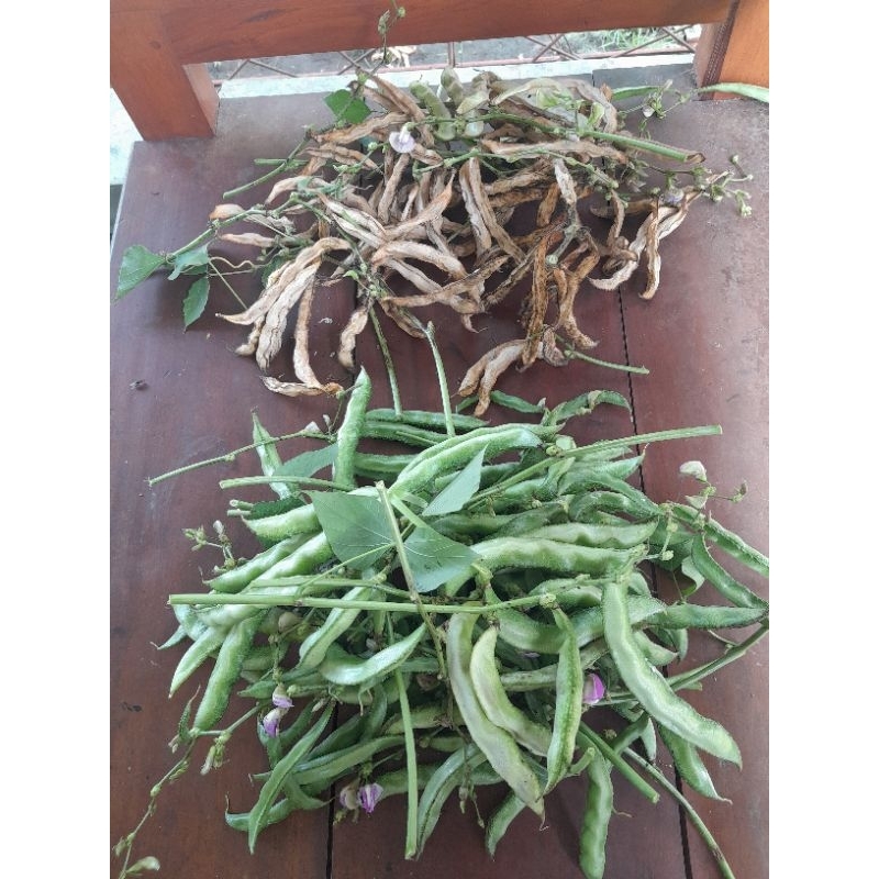 

koro uceng (5 biji)