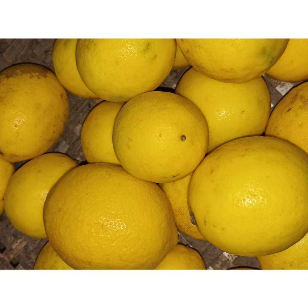 

Jeruk Lemon Calivornia .