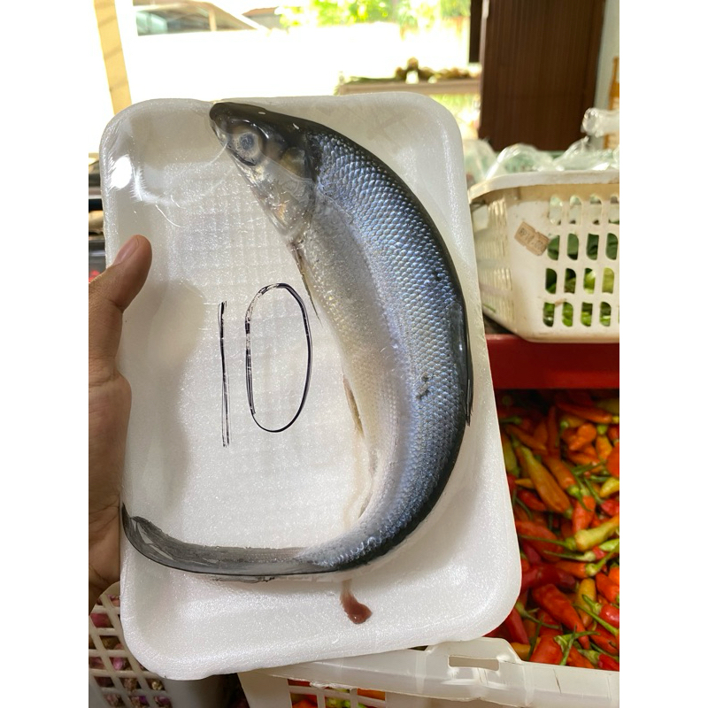 

Ikan bandeng segar