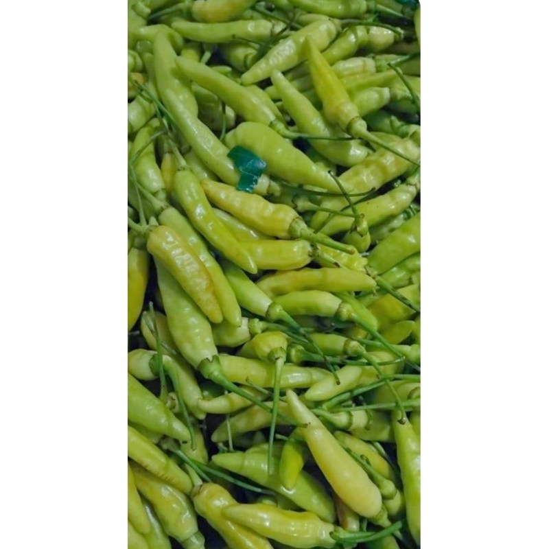 

Cabe rawit putih (fres)pedas