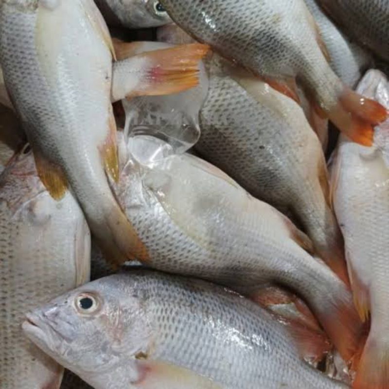 

Ikan Kakap Jenaha Segar Seafood Hasil Laut Segar 1 Kg