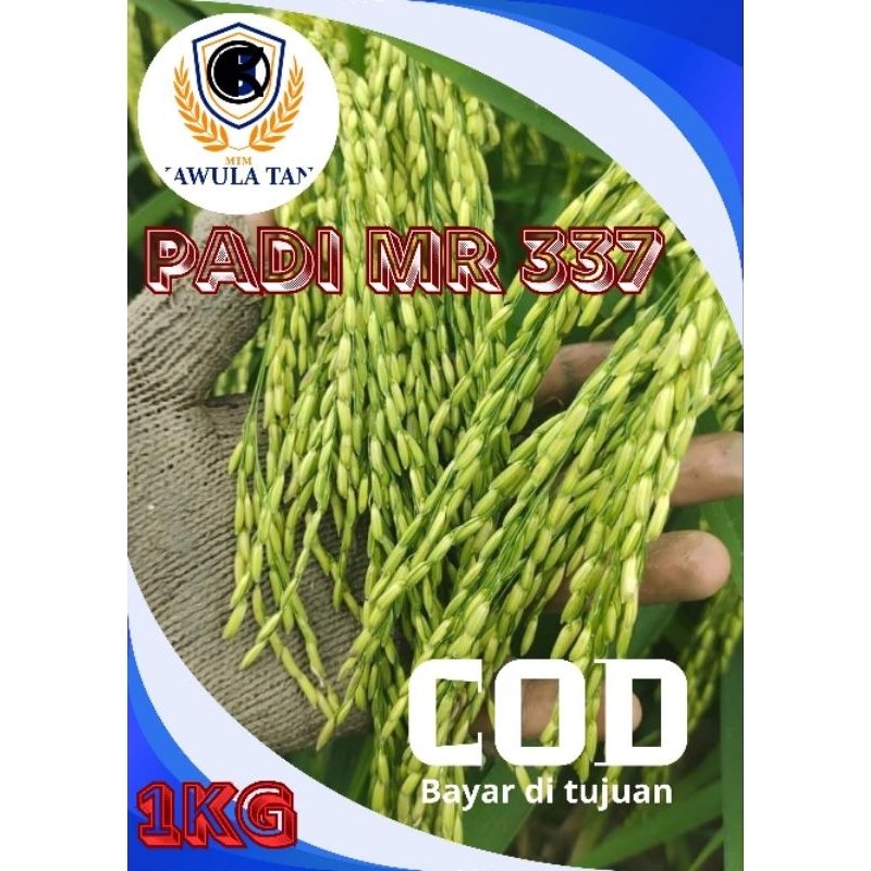 BIJI PADI MR 337 1KG SUPER JOS