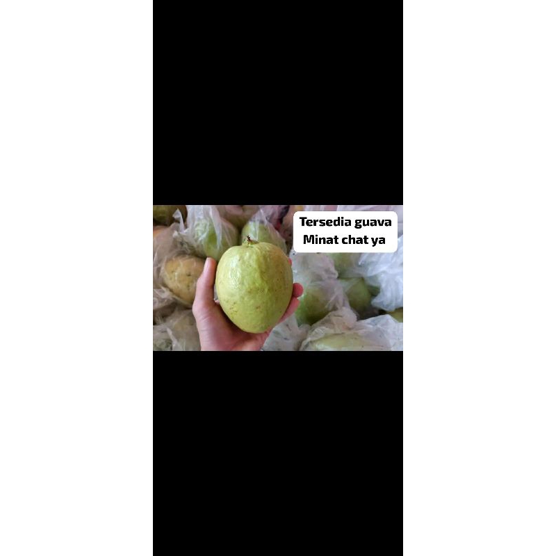 

tersedia guava manis