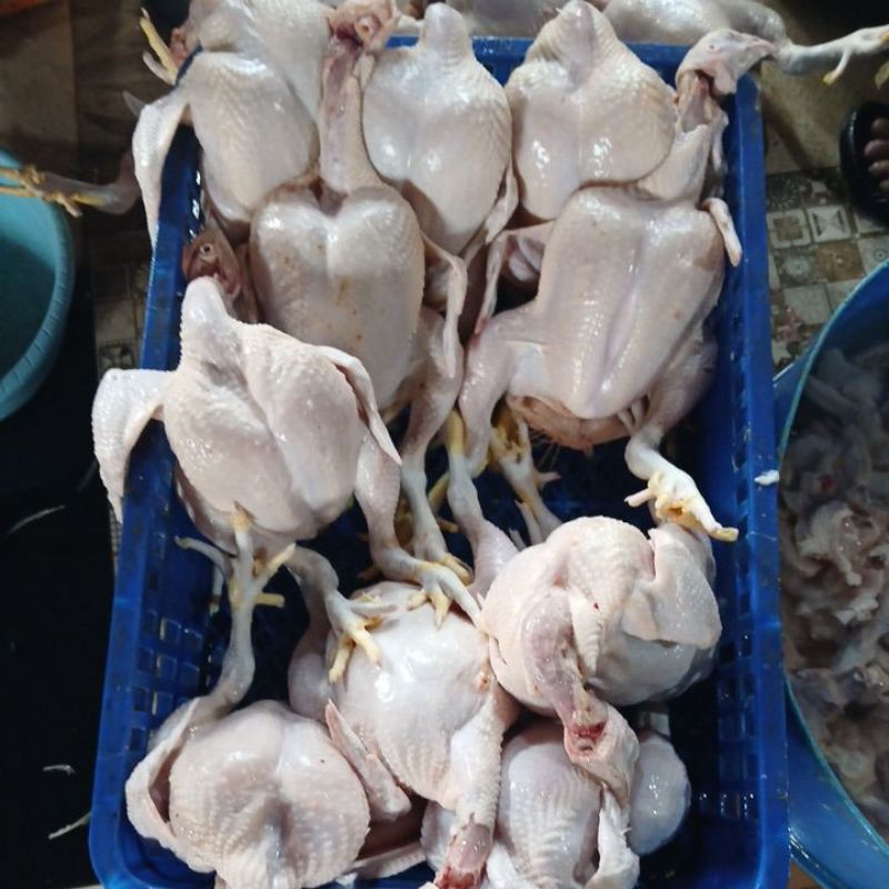 

ayam potong pres