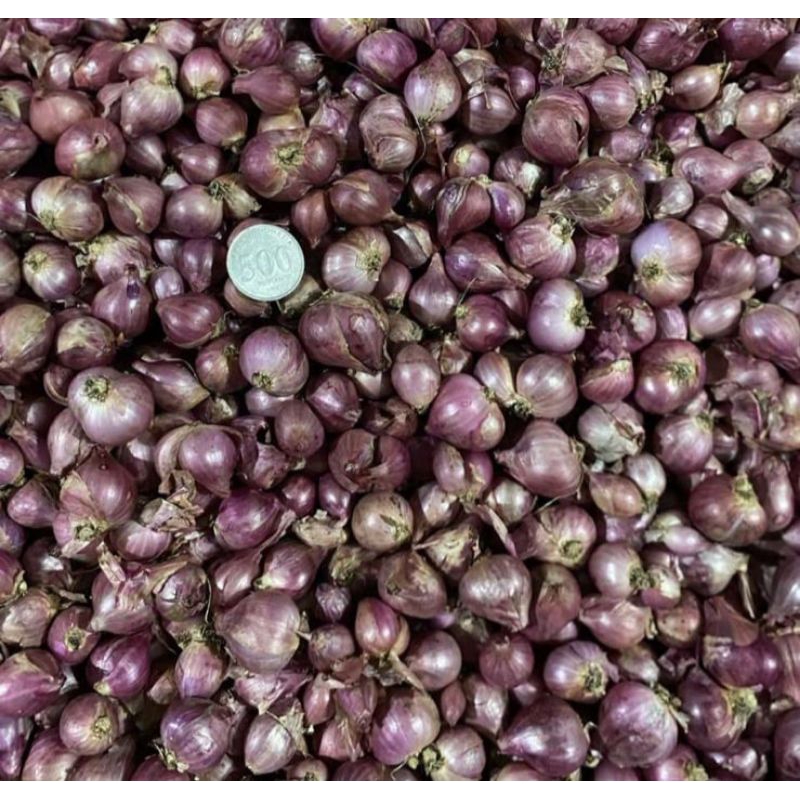 

Bawang Merah Bima
