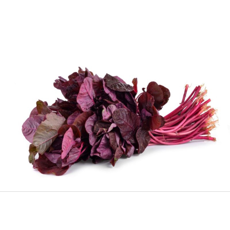 5000 butir benih bayam merah