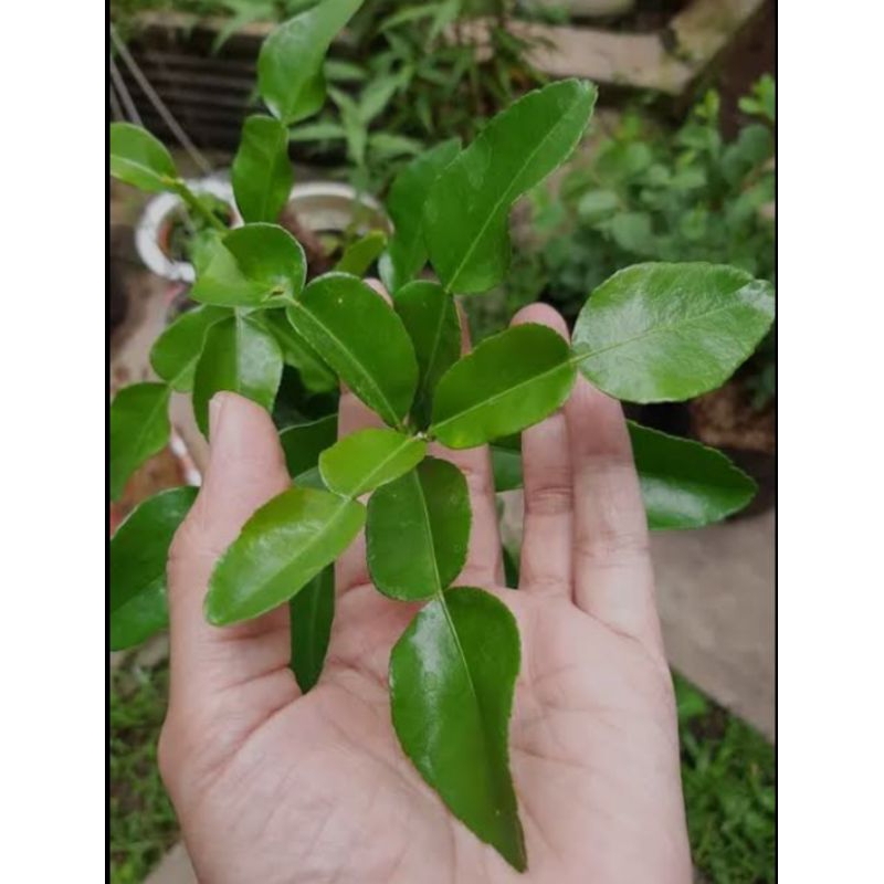 

Daun jeruk purut segar berat 30gr