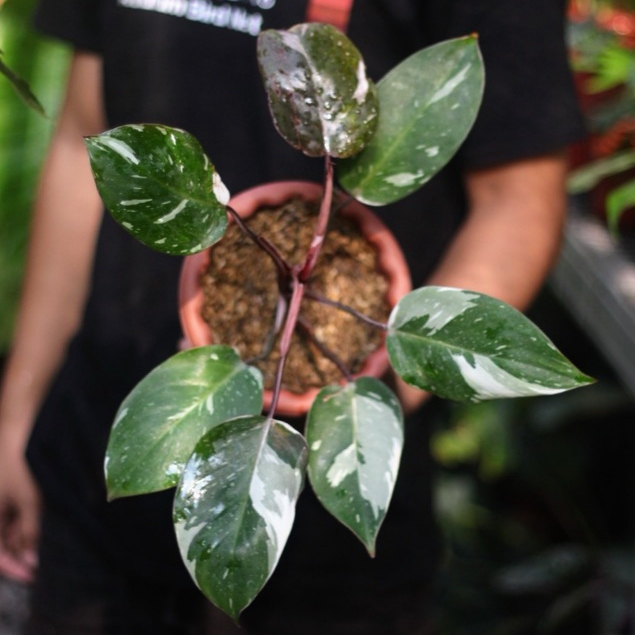 Philodendron Anderson Tanaman Hias Fest Garden