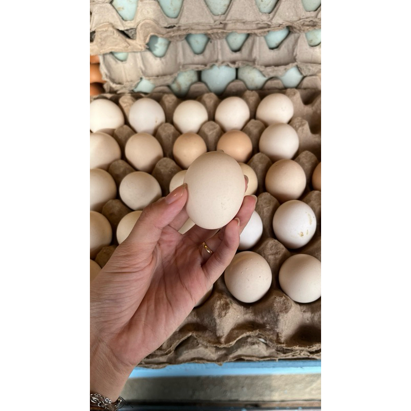 

telur kampung