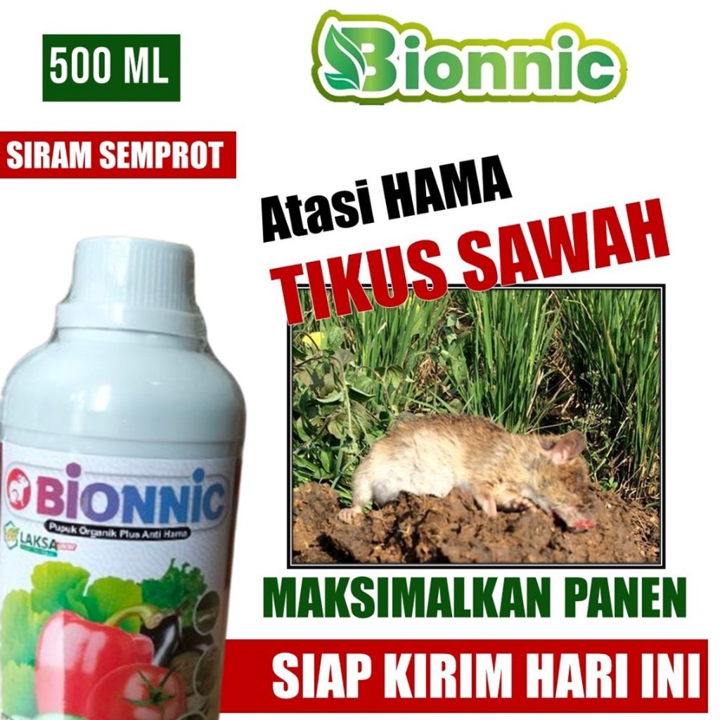 Racun Tikus Sawah Pada Padi - Bionnic Obat Anti Tikus Pupuk Pestisida Tikus Pengendali Tikus Paling 