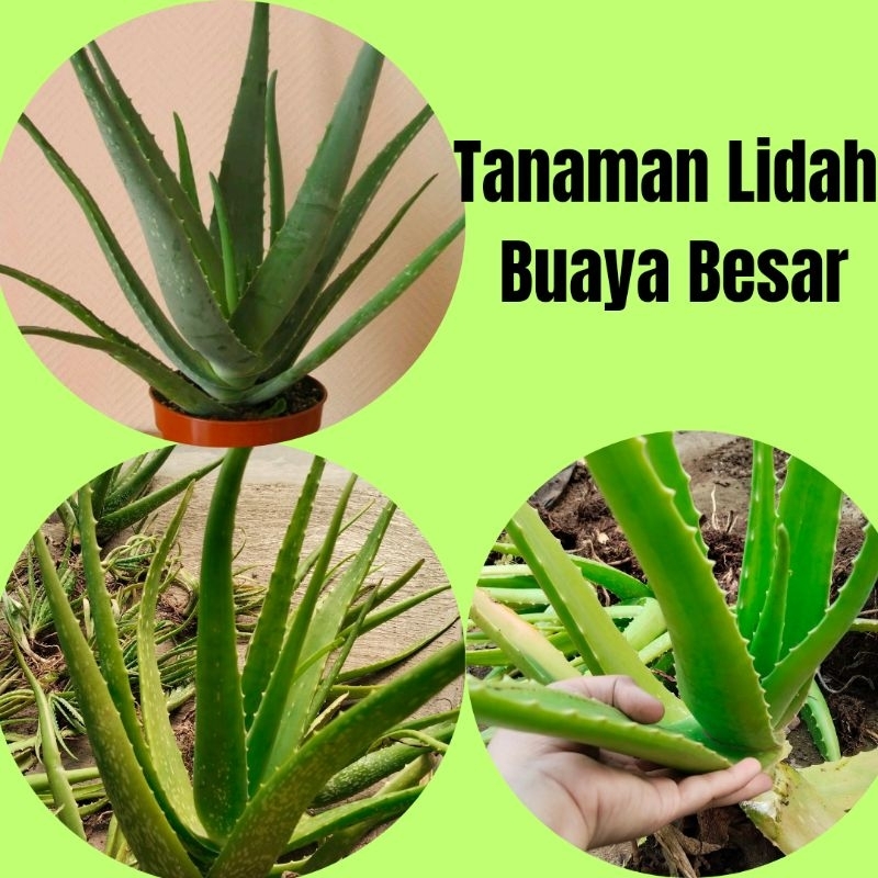 Tanaman Lidah Buaya Jumbo Super, Tanaman Lidah Buaya Hdup, Tanaman Lidah Buaya Jumbo