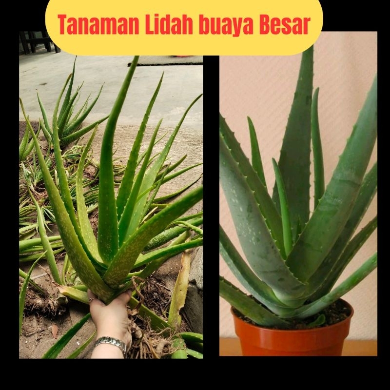 Pohon Lidah Buaya Besar, Pohon Lidah Buaya Jumbo, Tanaman Lidah Buaya Besar