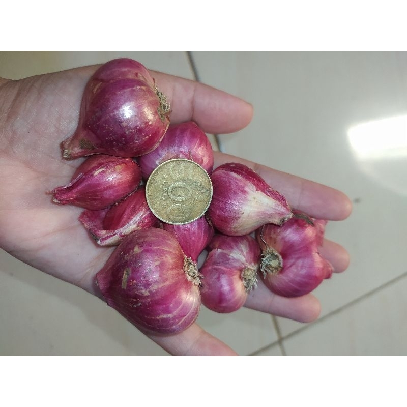 

Bawang Merah Lokal