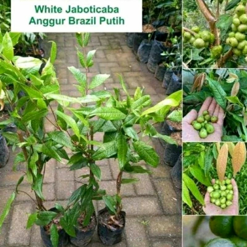 Bibit Pohon Anggur White Jabotibaca