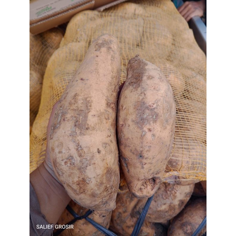 

Obral Geden Ketela Rambat 2kg murce